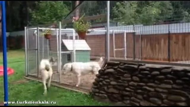 Мирное общение двух кобелей смотреть онлайн