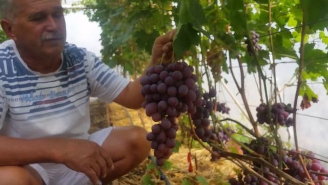 Виноград РЕД ГЛОУБ смотреть онлайн