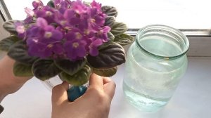 Пол ложки этого удобрения и фиалки всегда будут шапочно цвести, но главное, когда правильно вносить