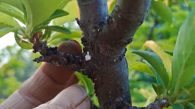 Обработка земляники биопрепаратом от долгоносика,борная подкормка .21.05.23.Сев.Каз..Ч.506. смотреть онлайн