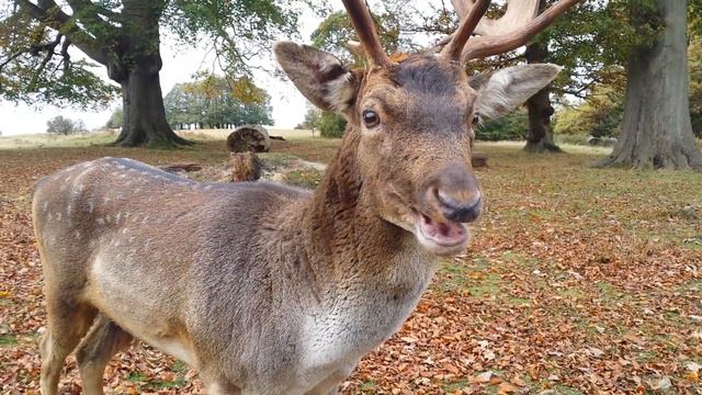 Олень ест морковку смотреть онлайн