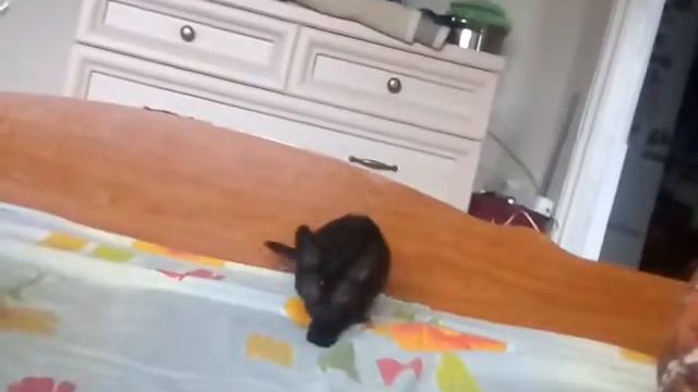 Кот играет с котёнком смотреть онлайн