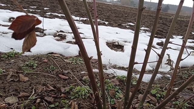 Обрезка ежевики и черной малины. смотреть онлайн