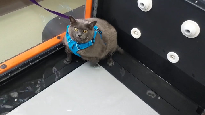 Кошка не хочет заниматься смотреть онлайн