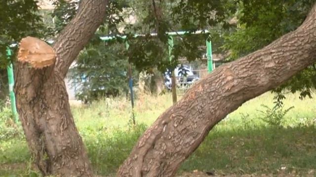 Пьяный лес в Бузулуке? смотреть онлайн