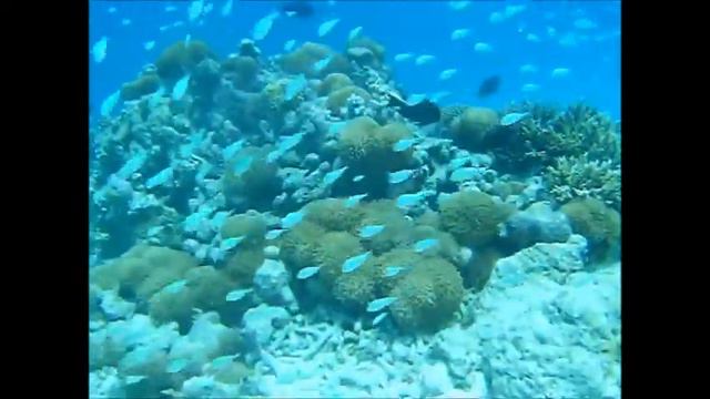 2005 Maldives Veligandu смотреть онлайн