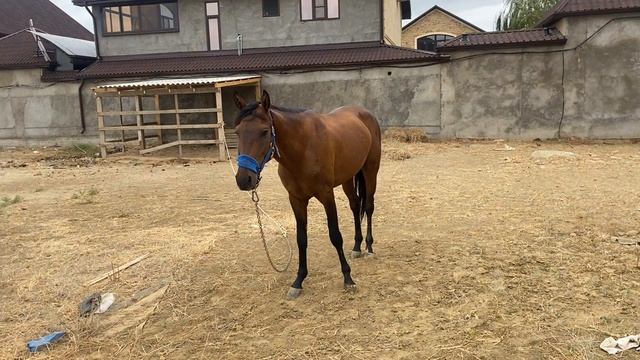 Лошади Дагестана