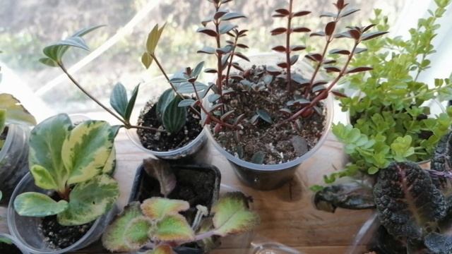 Мои комнатные цветы. Обзор полочки с цветами на кухонном окне. смотреть онлайн