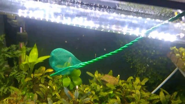 Возвращаю Микрорасбору обратно смотреть онлайн