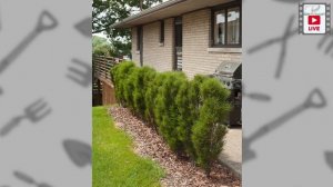 Крушина ломкая или чем заменить бамбук.