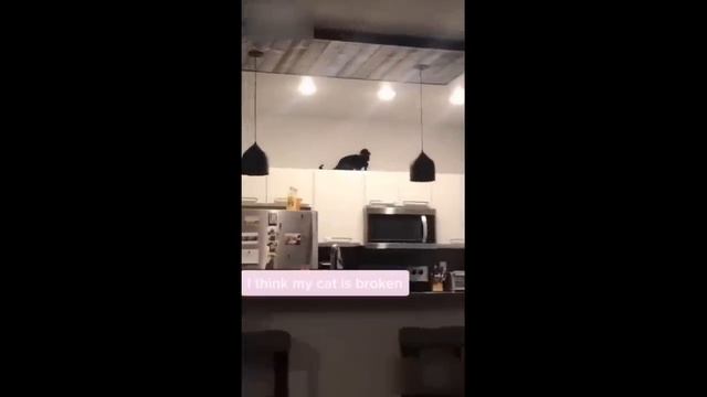 ПРИКОЛЫ С КОТАМИ! Смешные ЖИВОТНЫЕ с озвучкой! Смешные коты! смотреть онлайн