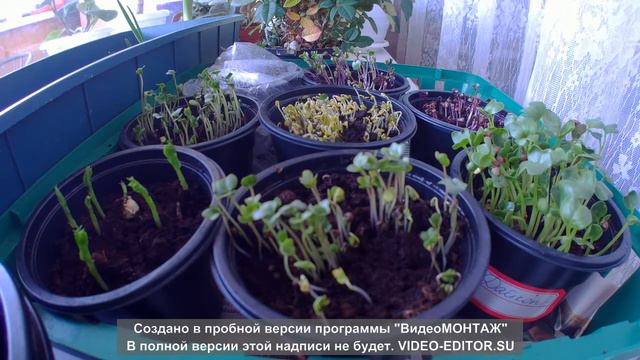 Растения смотреть онлайн