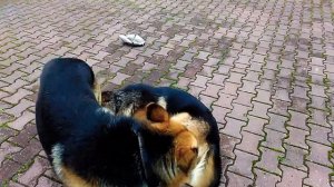 Немец и восточник.(мои собаки)