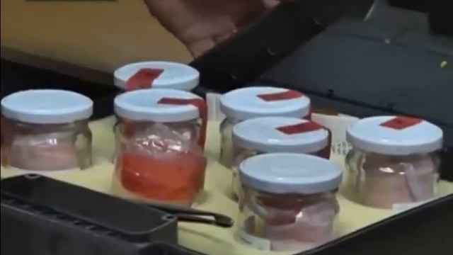 питбуль смотреть онлайн