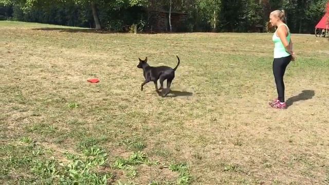 Thai Ridgeback Dog, Trainning 4