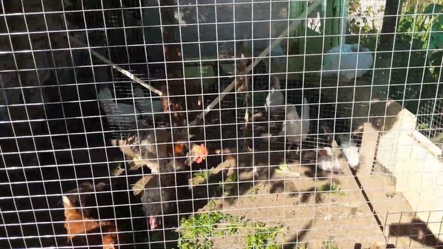 Дача.Вернулись из Турции. Собираем урожай смотреть онлайн