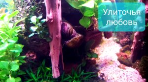 Удивительная история об аквариумных улитках