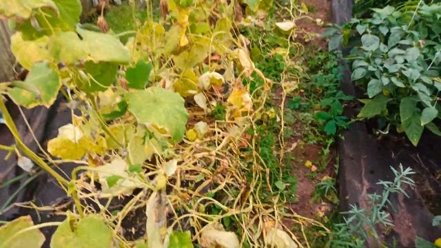 Ремонтные Легенды