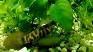 Вьюн в аквариуме