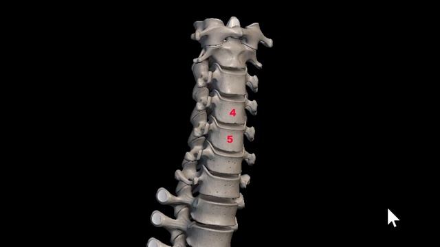 Занятие 20. Особенности ДДИ в шейном отделе позвоночника смотреть онлайн
