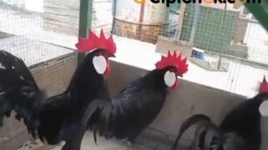 Куры породы Испанка   Минорка Menorquina