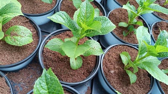 Transplantation of hydrangea смотреть онлайн