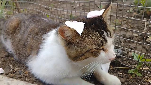 ПЕСНЯ НА 100 ПОДПИСЧИКОВ! 🐶😺💕 смотреть онлайн