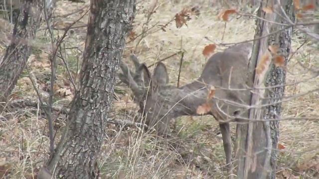 Крымские косули над Ялтой 2018 смотреть онлайн