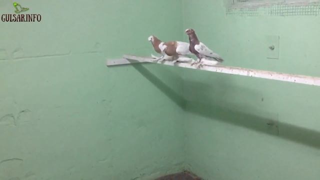 ДВУХЧУБЫЕ ЖЕЛТО ГРУДЫЕ #ГОЛУБИ АЛМАТЫ / Pigeons / doves смотреть онлайн