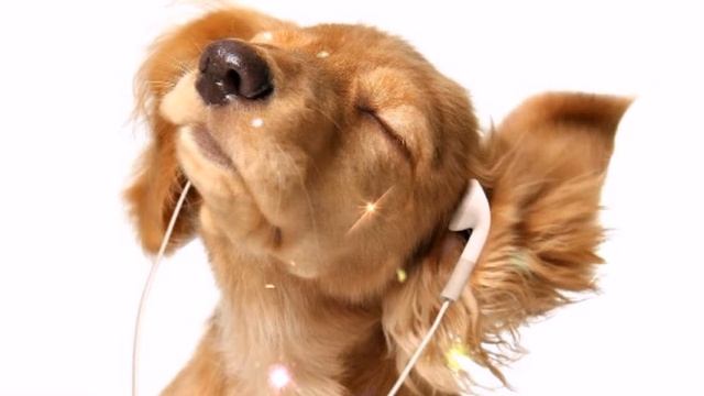 Как звери зимовье строили. Сказка. Автор: В. Шамонин-Версенев. Читает: А Шмыдко. Художник: И Якубсо смотреть онлайн