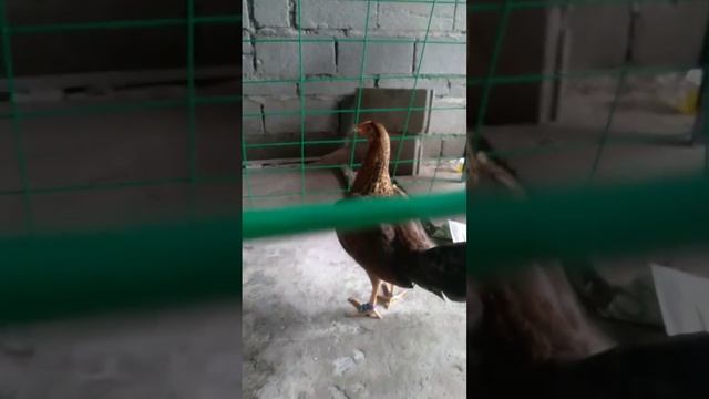 7k Trio 1 month old JJPe Imperial Army Pure No Mercy Jaguar Dom смотреть онлайн