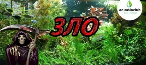 Аммиак, аммоний, нитрит в аквариуме. Что это такое и как с этим бороться?