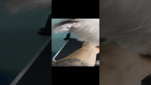 Лаки.Метис,но жутко обоятельный🥰