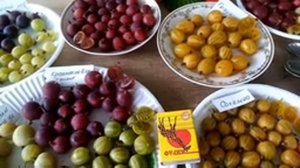 Обзор ягод крыжовника на 24.07.23 г