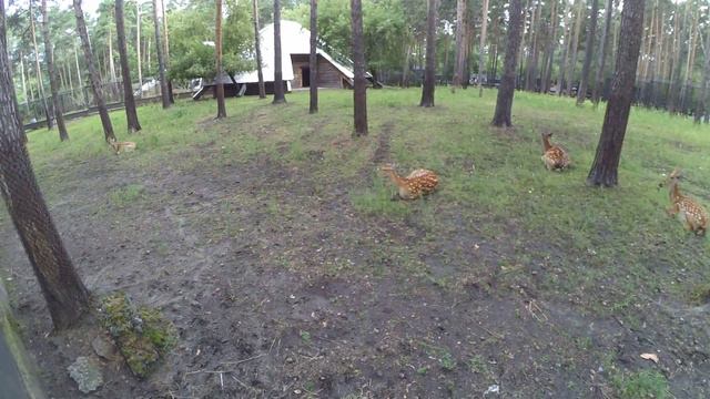 Олени. Новосибирский зоопарк. (27.07.2015) смотреть онлайн