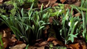 Анна Герман «Ждите весну!»