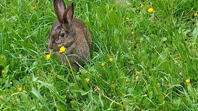 Кролики гуляют на природе (12) смотреть онлайн