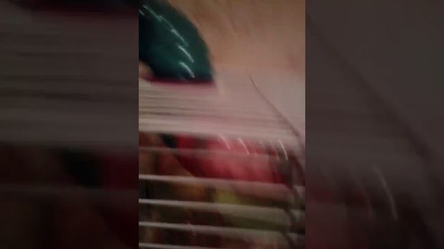 Джунгарский хомяк(34) смотреть онлайн