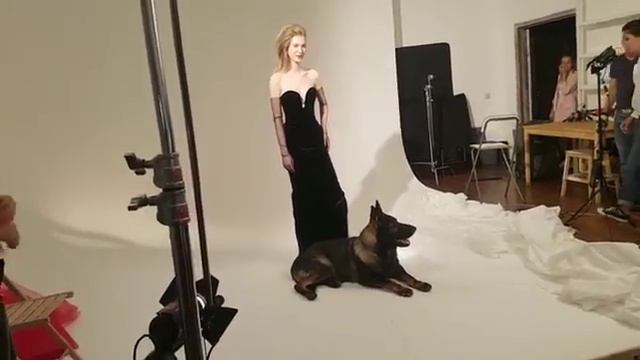 Немецкая овчарка рабочего разведения на гламурной фотосессии смотреть онлайн