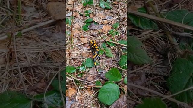 #shorts #800 Огненная саламандра, ядовитая. смотреть онлайн