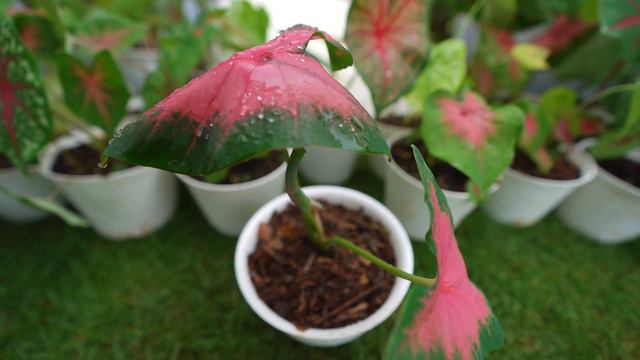 KELADI HIAS, CALADIUM RED STAR, RED FLASH, PINK BURST, TRICOLOR | TRENDING PLANT