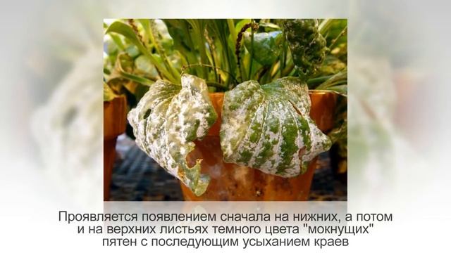 Самые распространенные БОЛЕЗНИ комнатных растений смотреть онлайн