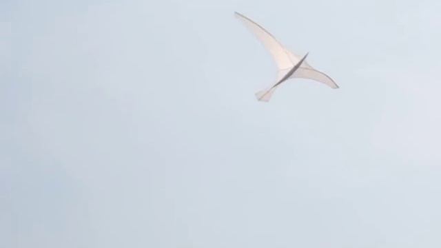 Kitefestival Cervia/Italy 2009