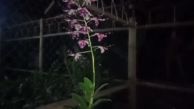 SINGO EDAN..!!! RIVIEW...!!! ANGGREK DENDROBIUM LANGKA , ANGGREK SULTAN... смотреть онлайн