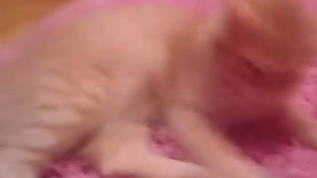 Мой кот Антон! смотреть онлайн