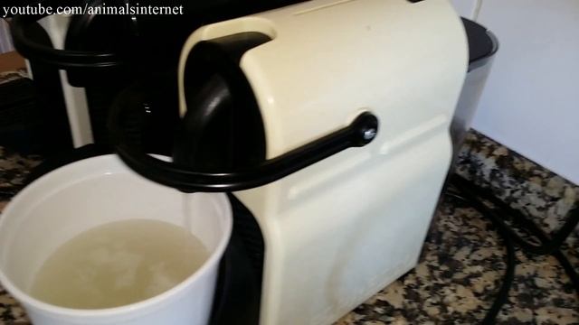 Nespresso Delonghi (& Krups) Inissia coffee machine: Emptying the system. FHD 1080p смотреть онлайн