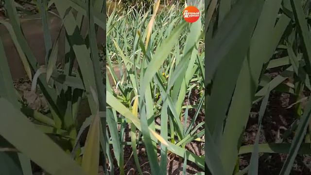 ЧЕСНОК желтеют кончики? ДВЕ ПРИЧИНЫ!Подписывайтесь https://vk.com/dachnikpiter #дача #огород #чесно смотреть онлайн