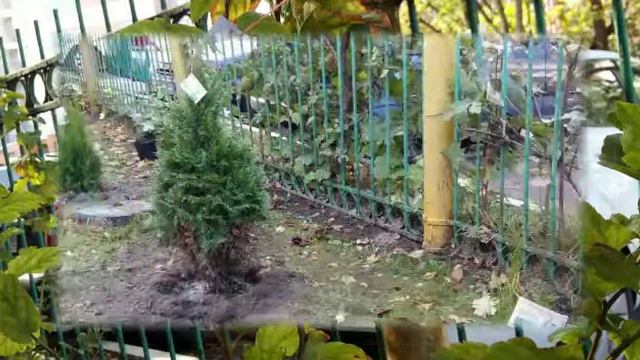 АКЦИЯ! ПОСАДИ ЛЕС, В НАШЕМ ДЕТСКОМ САДУ. смотреть онлайн