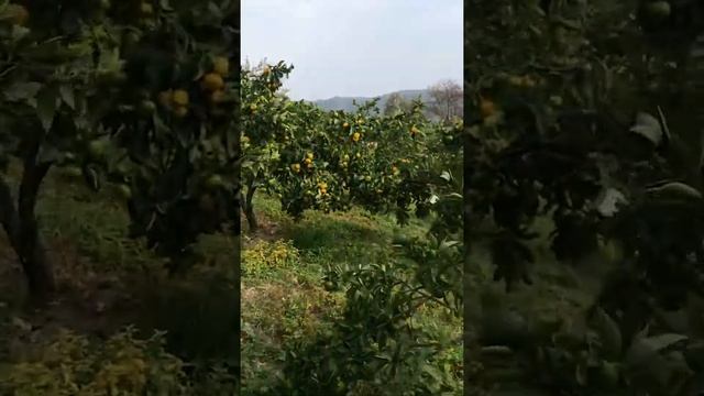 Сбор мандаринов Абхазия смотреть онлайн