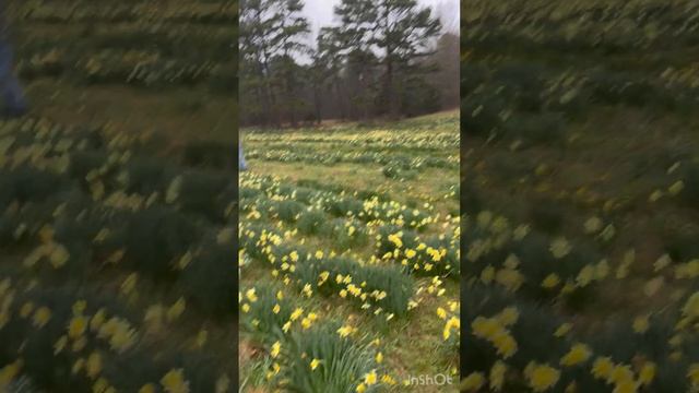 Как мы любить отдыхать в Сша, где можно отдохнуть в Arkansas, Wye United Methodist Church смотреть онлайн